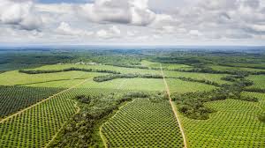 Plantations d’hévéa de la SAFACAM